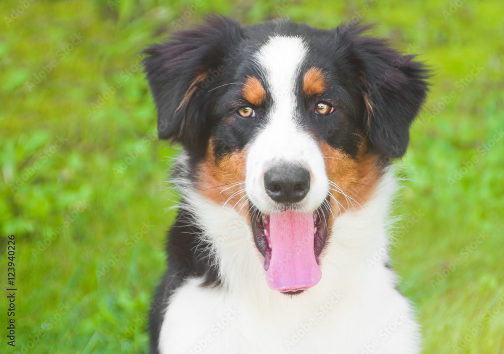 Australian shepherd dog