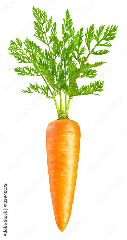 carrot isolated on white carrot isolated on white