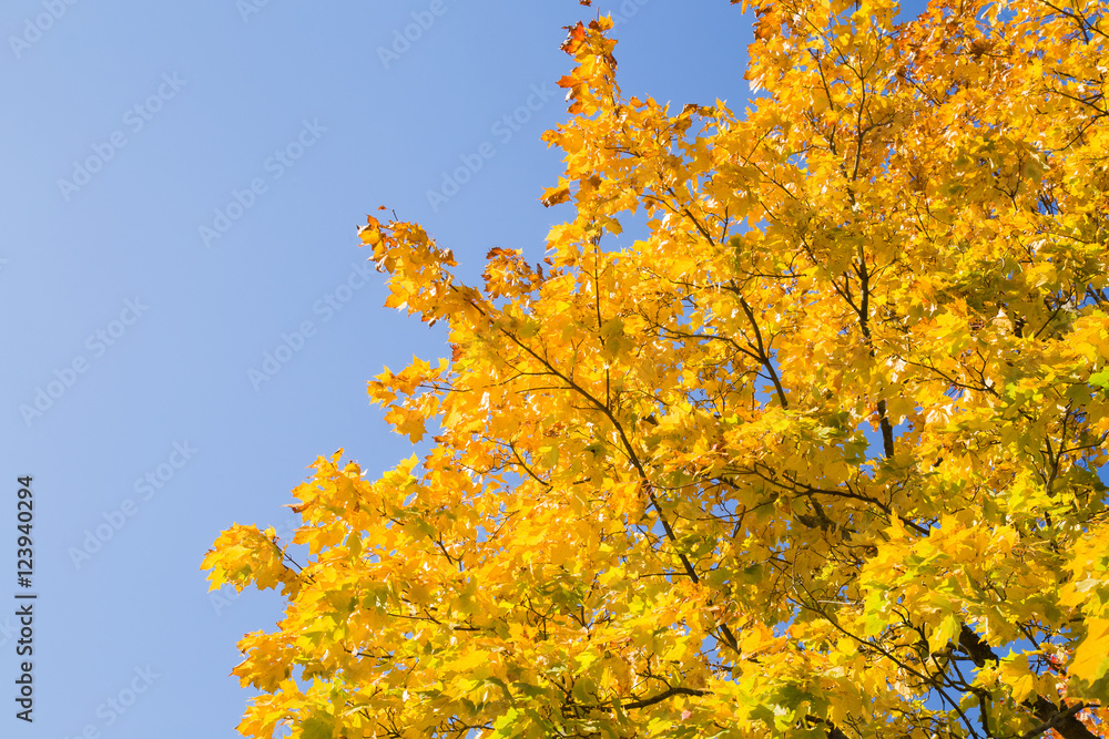 Beautiful yellow autumn maple leaves on the tree branches in sunlight. Background. Focus point on the tree branch tops.