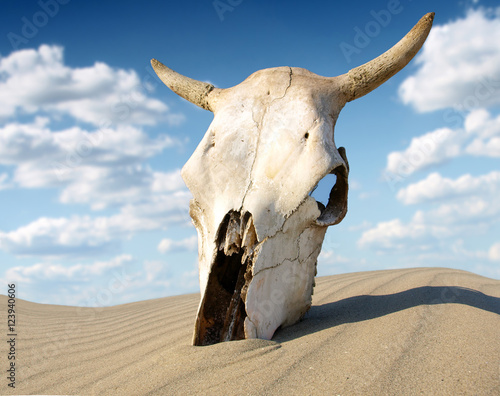 Desert skull, Africa