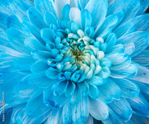 Close up of blue flower aster details