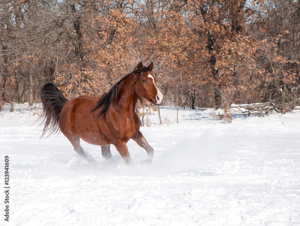 Red bay horse running in deep snow Red bay horse running in deep snow