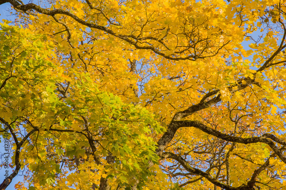 Beautiful yellow autumn maple leaves on the tree branches in sunlight. Background.