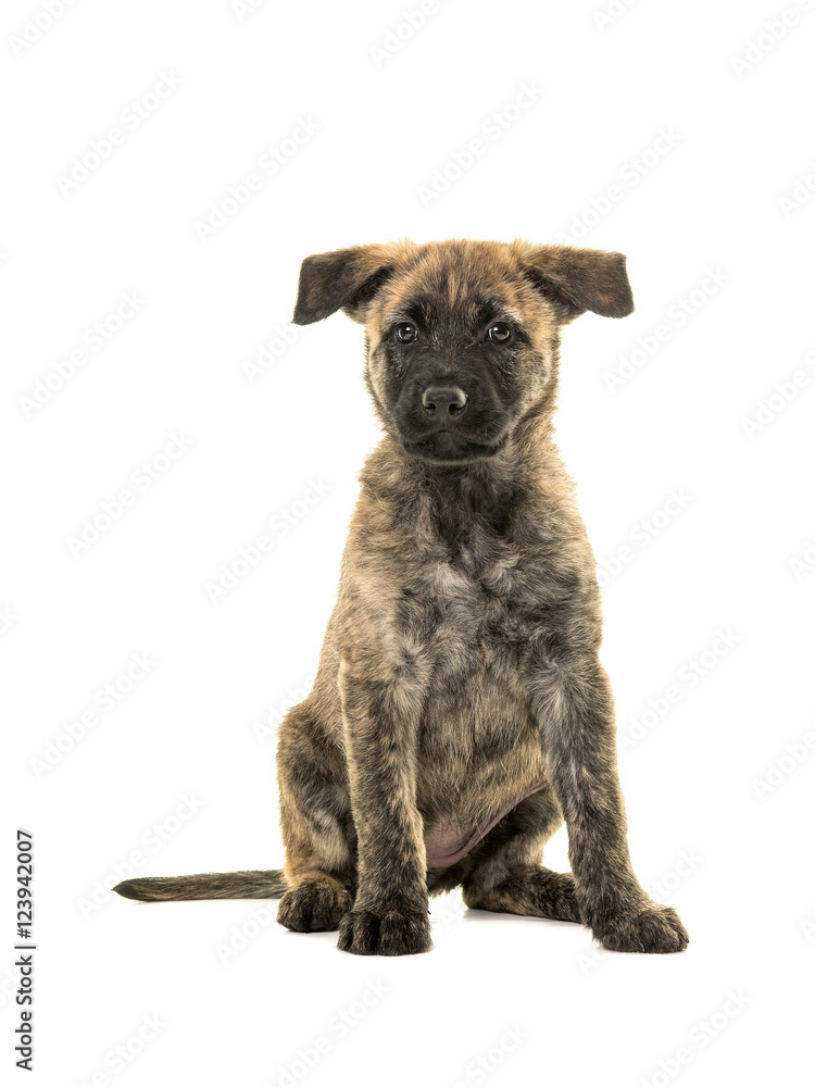 Cute dutch shepherd puppy sitting facing the camera with two ears hanging forwards