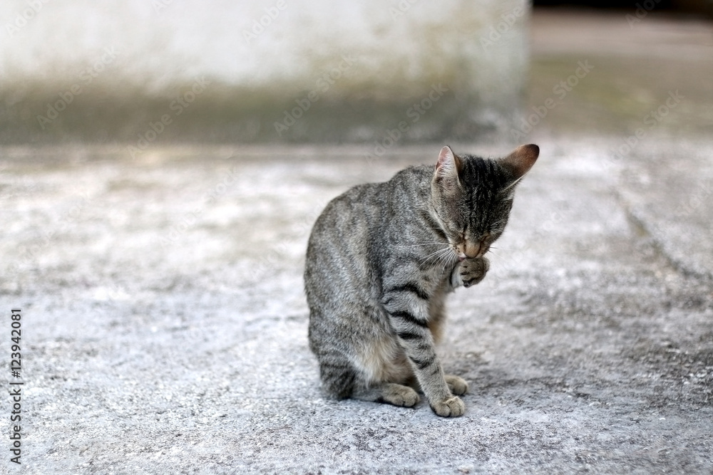 Brown tabby cat grooming itself outdoor. Selective focus. Brown tabby cat grooming itself outdoor. Selective focus.