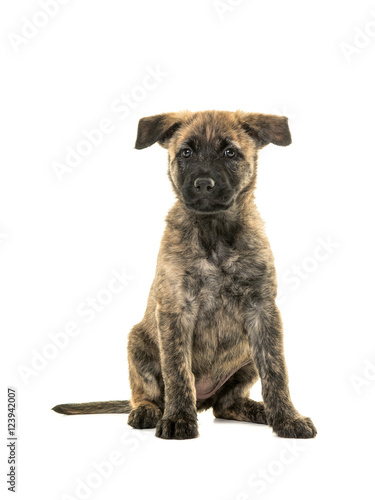 Cute dutch shepherd puppy sitting facing the camera with two ears hanging forwards