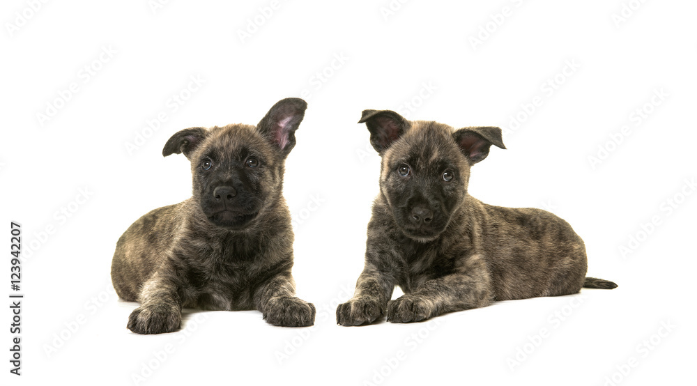 Two dark cute wirehaired dutch shepherd puppy dogs lying down isolated on a white background