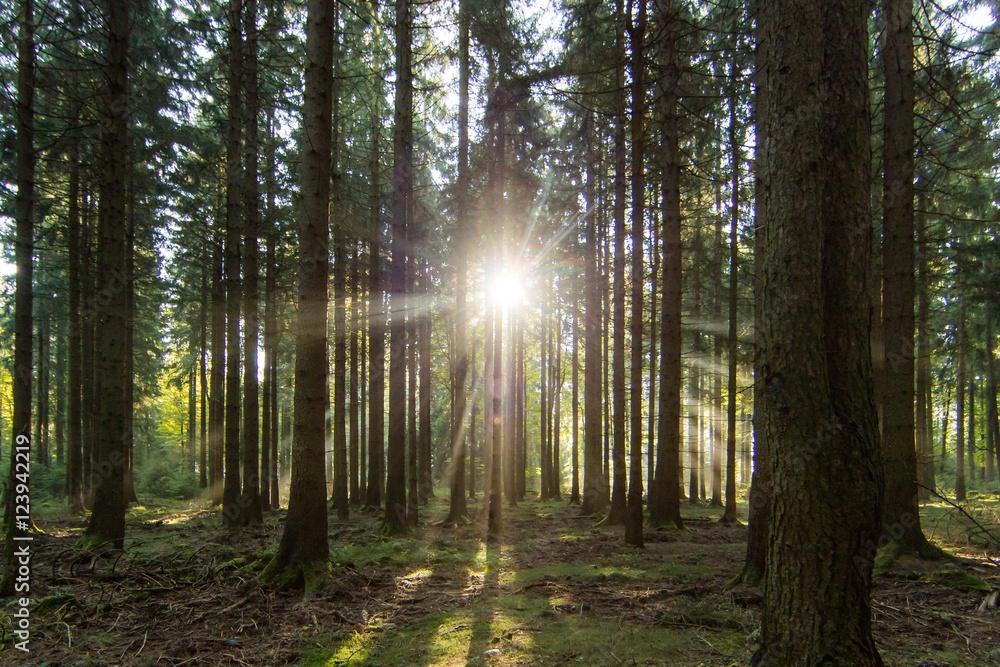 Fototapeta premium sonnenauge