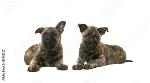 Two dark cute wirehaired dutch shepherd puppy dogs lying down isolated on a white background