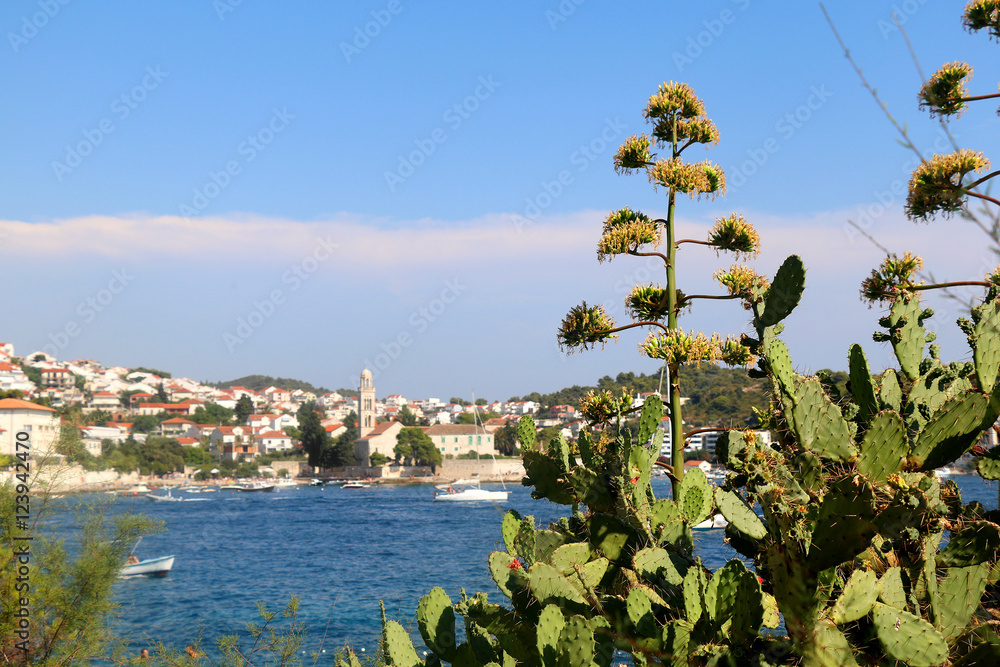 Various Mediterranean plants in the foreground, town Hvar in the background. On the Hvar island, Croatia.