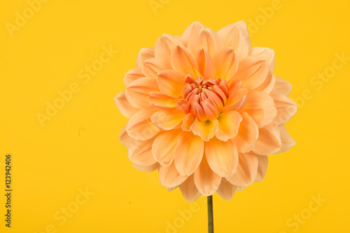 Blooming orange chrysanthemum on a yellow background
