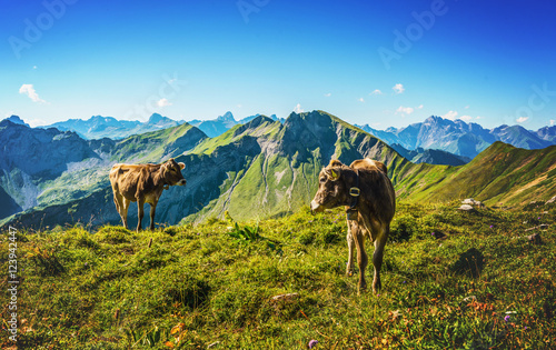 Two cows in a high alpine pasture