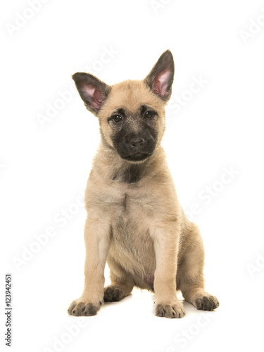 Cute blond dutch shepherd puppy sitting on a white background facing the camera