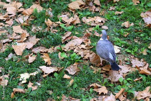 Pigeon walking on the grass among fallen leaves. photo