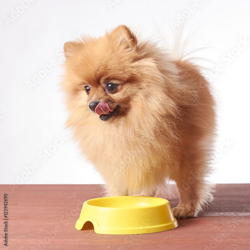 Nice taste. Close up of beautiful dog eating from the bowl