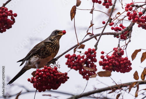 Fieldfare on a rowan tree red berry in a beak