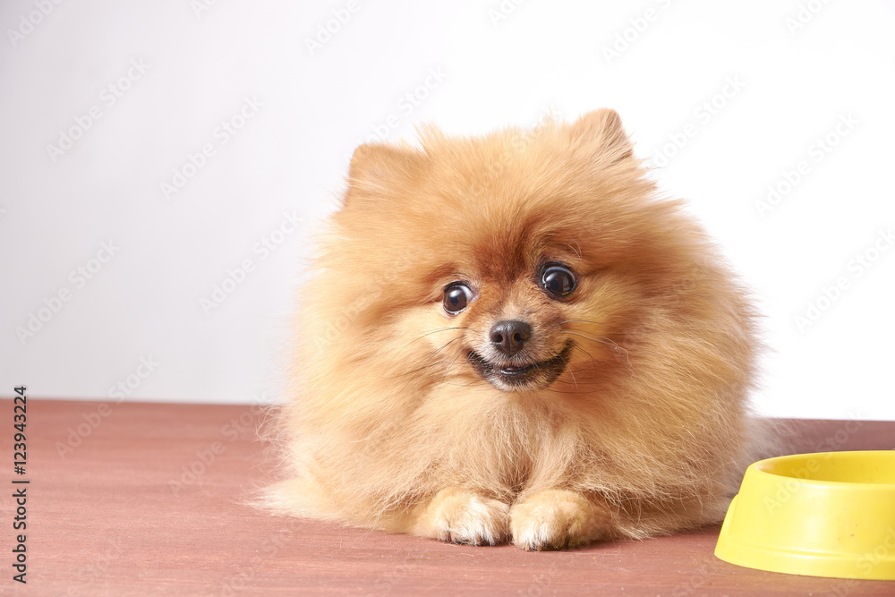 Nice taste. Close up of beautiful dog eating from the bowl Nice taste. Close up of beautiful dog eating from the bowl