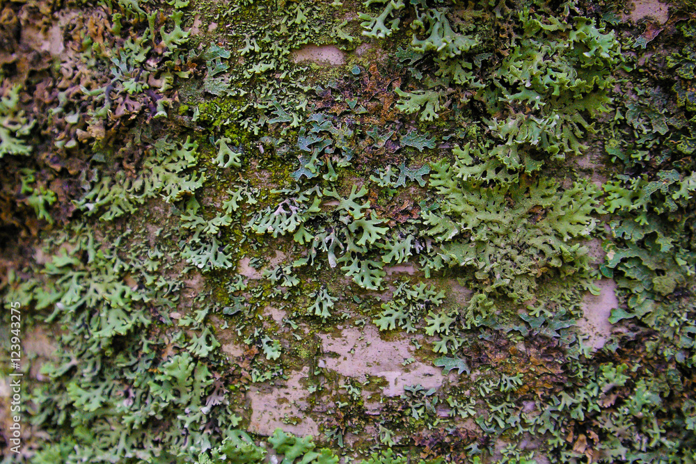 moss on the brich moss on the brich