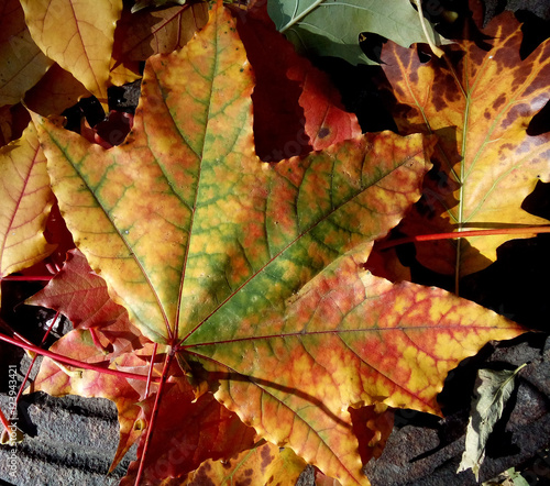Wallpaper Mural 
Botanical, oak, maple, leaf, macro, organic, season, flora, flowers, botany, cheerful, design, bottom, natural, yellow, vibrant, green, beautiful, red, yellow,  Torontodigital.ca