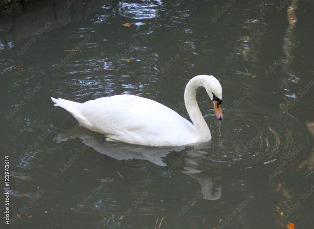 Naklejka premium Белый лебедь на пруду