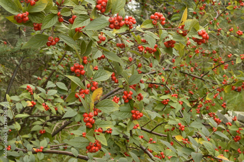 Cotoneaster - ornamental plant with red berries
