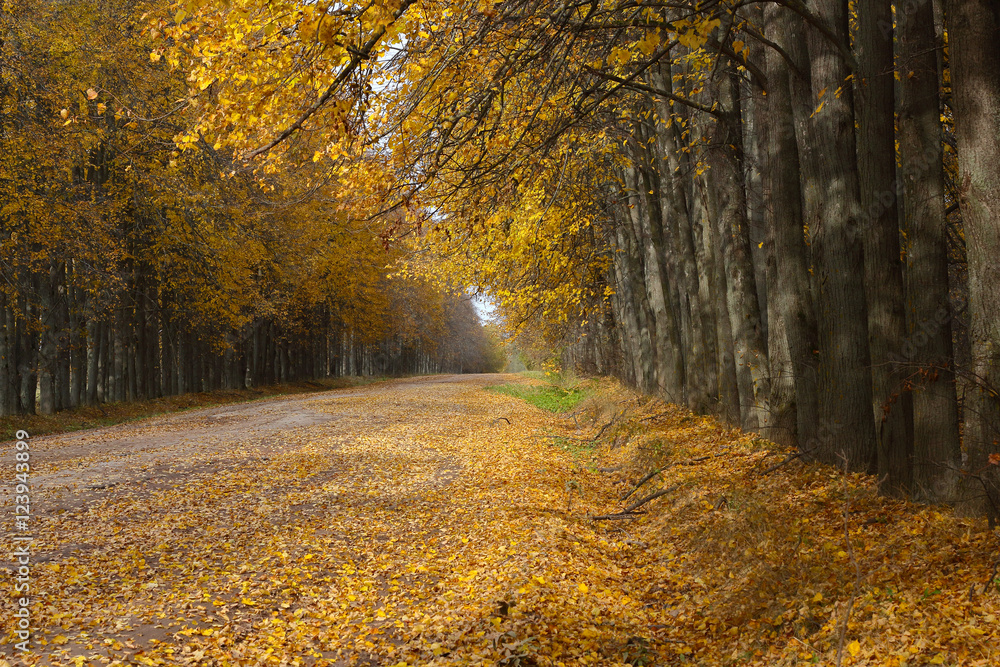 Autumn road strewned with yellow leaves