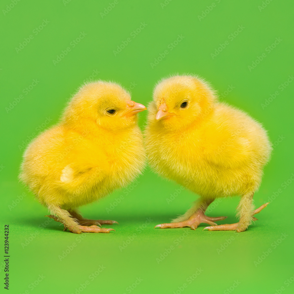 Fototapeta premium Two cute yellow baby chicks on a green background