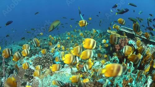 School of Butterflyfish on a coral reef. Many Anthias, Damselfishes and Crecent Wrasses around 4k footage