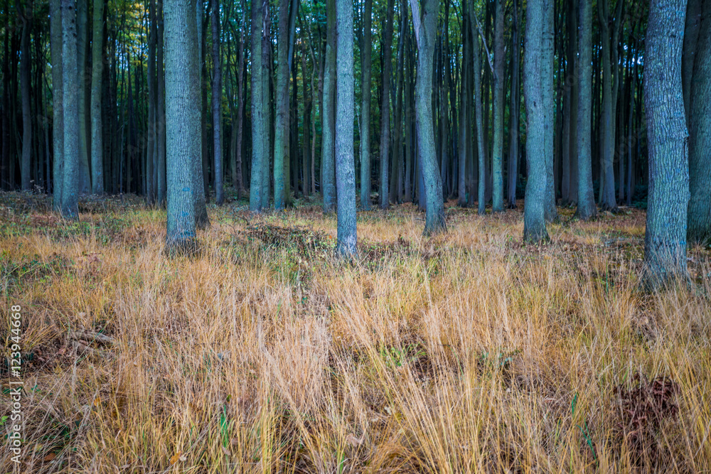 gespensterwald gespensterwald
