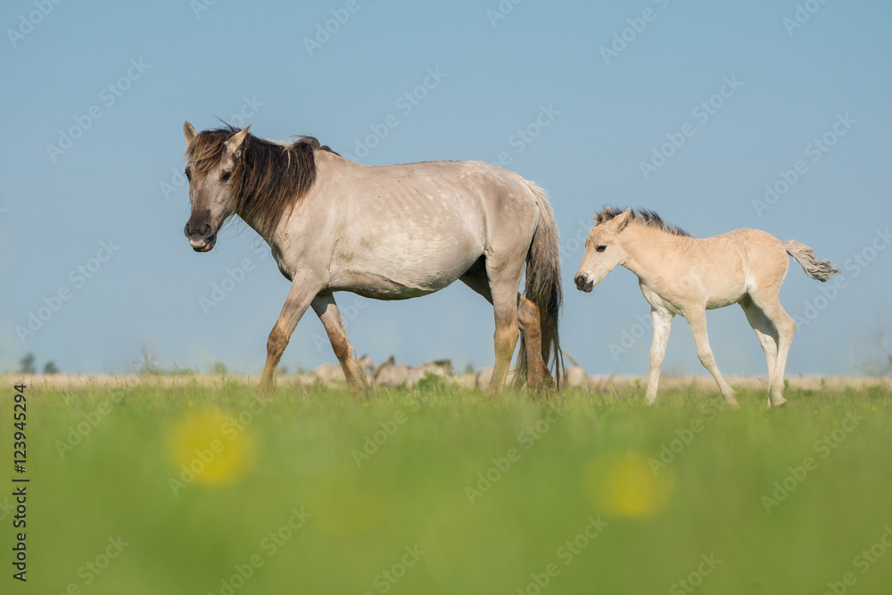 A Konik mare and a konik foal on a blue sky and green grass on a sunny day