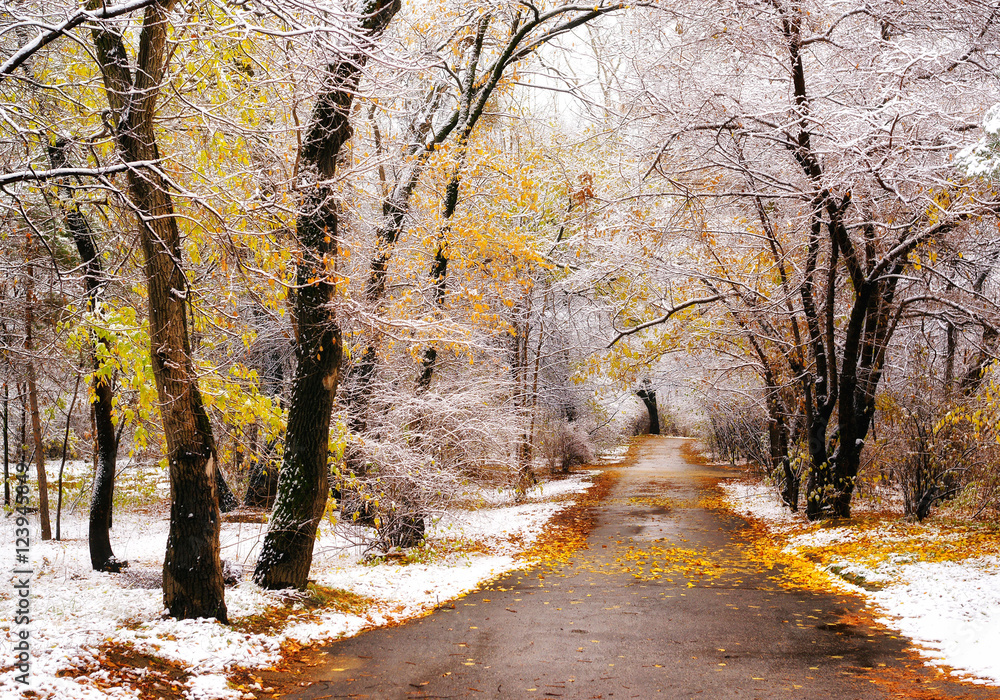 Obraz premium First snow in a city park