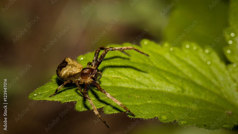 The little spider The little spider