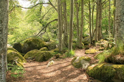 Wallpaper Mural summer forest Torontodigital.ca