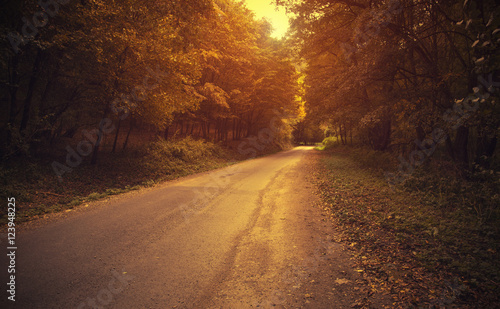 Road in beautiful autumn forest