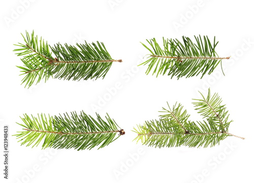  set pine tree branch isolated on white