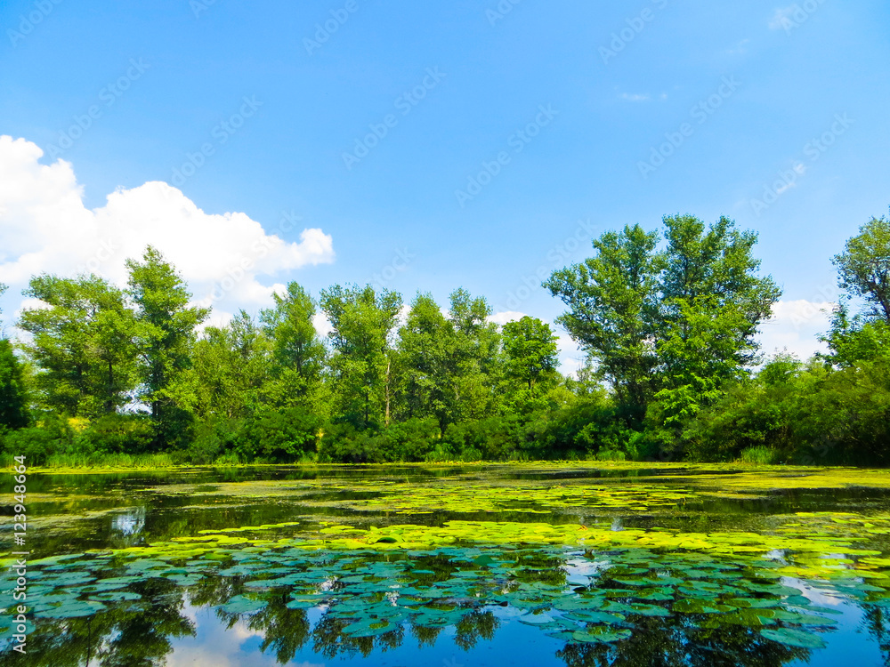 Fototapeta premium Lake in the forest
