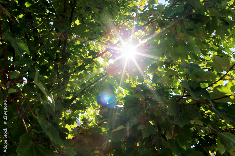 Obraz premium Sun shining through the green leaves
