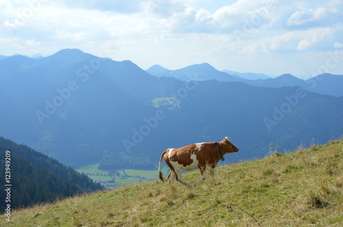 mountain cow