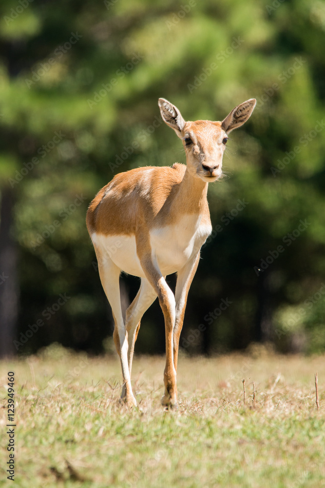 Young Female Lechwe