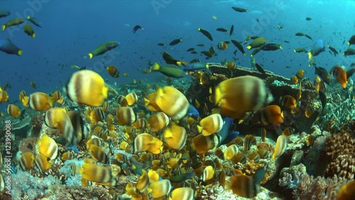 School of Butterflyfish on a coral reef. Many Anthias, Damselfishes and Crecent Wrasses around 4k footage
