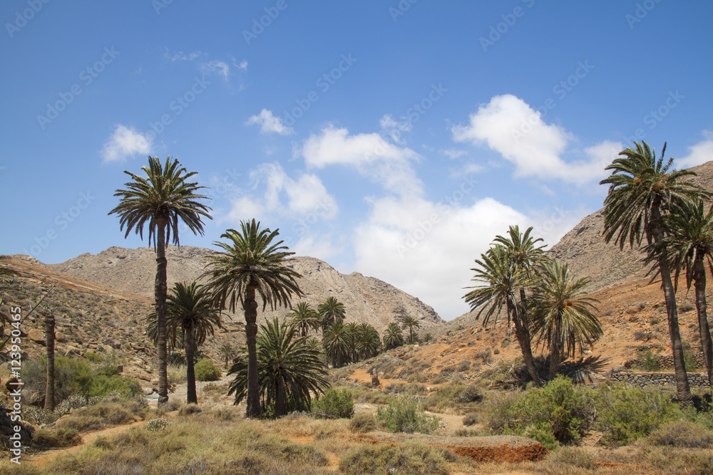 Palmen im Palmental auf Fuerteventura Palmen im Palmental auf Fuerteventura