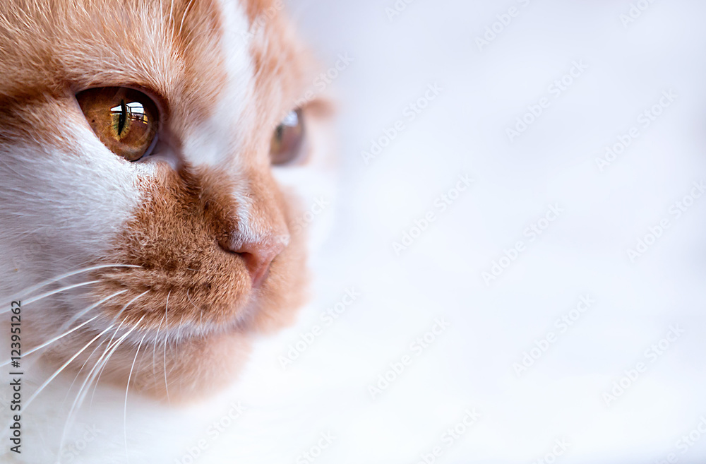 glänzendes Katzenauge Stock-Foto