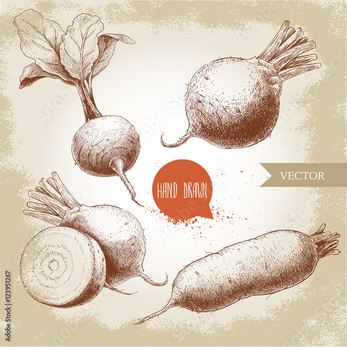 Hand drawn beet root set. Beet with leafs, half of beet, long beet. Sketch vintage vector illustration.
