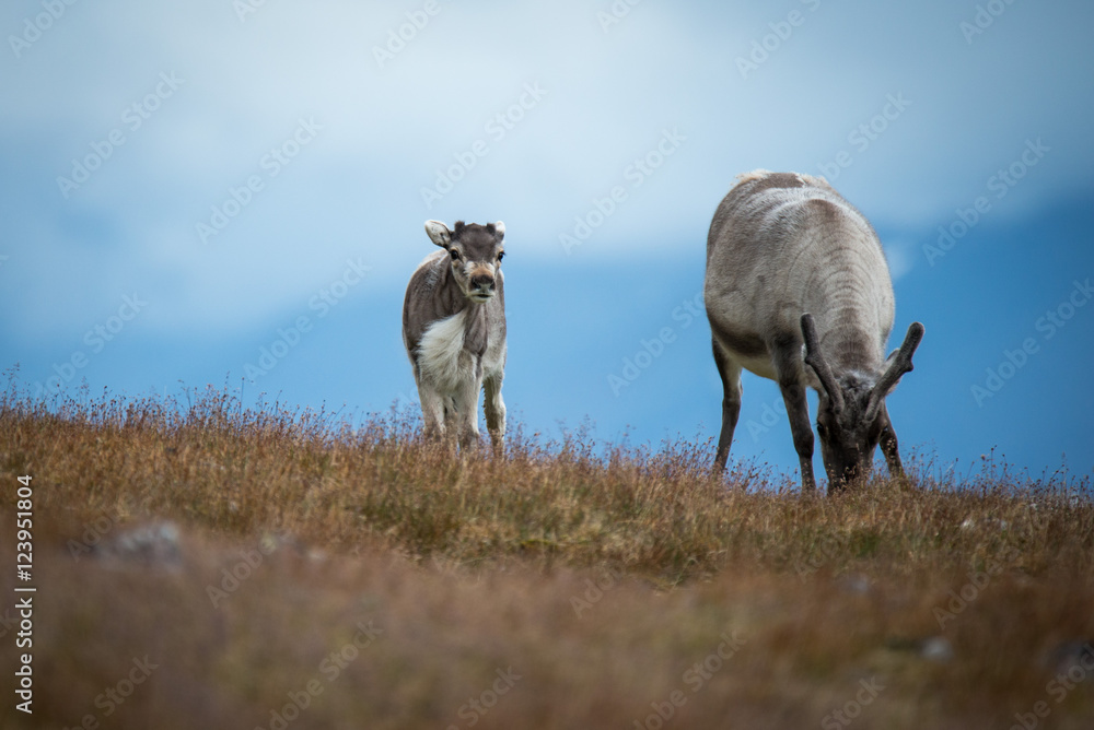Naklejka premium Reindeer