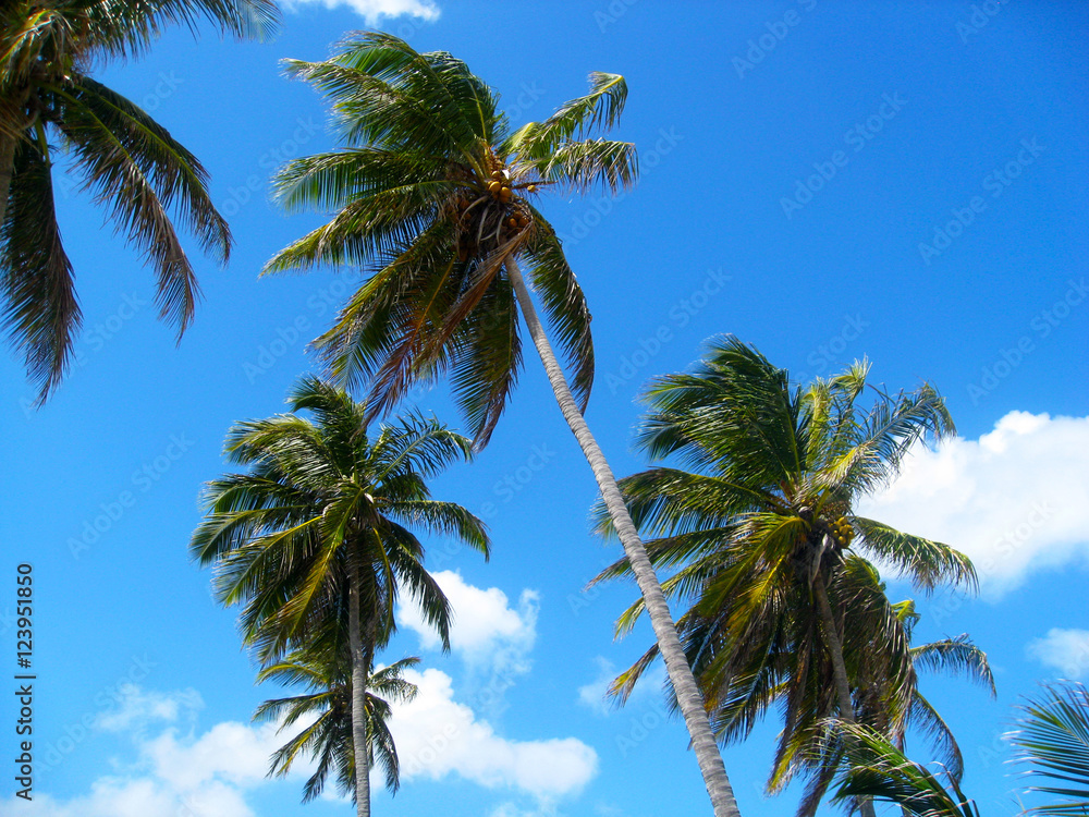 
Coconut palms on the Atlantic coast. Dominican Republic