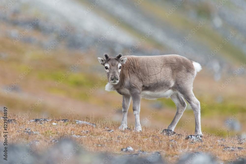 Reindeer Reindeer