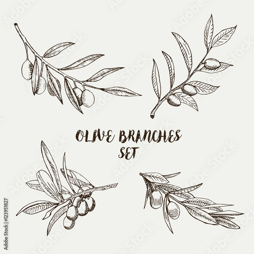 Graphic olive branches set. Vector illustration for labels, packs, emblems and logo design.