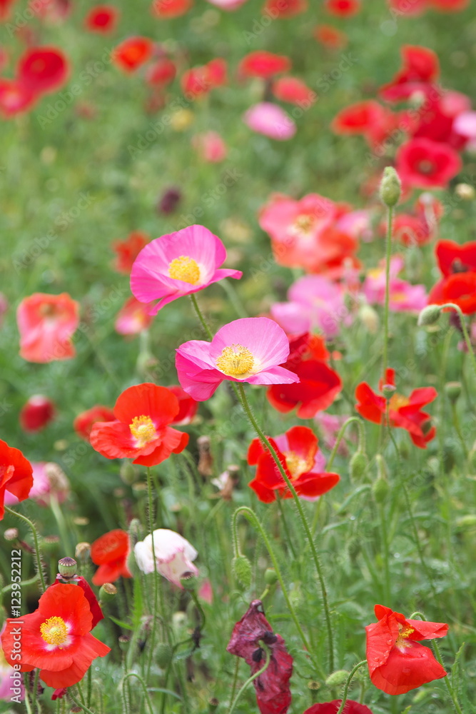 Obraz premium ポピー