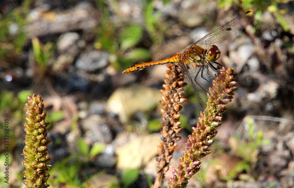Dragonfly at work in the sun