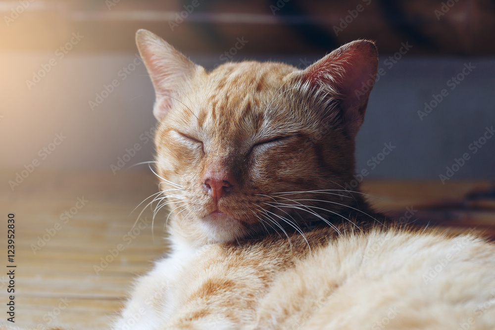 cute cats striped yellow brown sleeping.